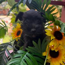 Female Puppy - Black female Miniature Schnauzer puppy in Casper, Wyoming from Adorable Miniature Schnauzers and Miniature Poodles
