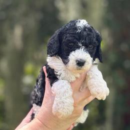 Clover - Black female Goldendoodle puppy in Sanderson, Florida from Serenity Goldendoodles