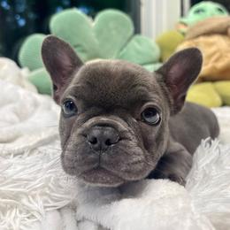 Barbie - Blue female French Bulldog puppy in Salisbury, Maryland from 77 Frenchies Maryland
