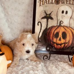 Bigsley - Cream male Maltipoo puppy in West Jordan, Utah from Mid Sized Maltipoos and More LLC