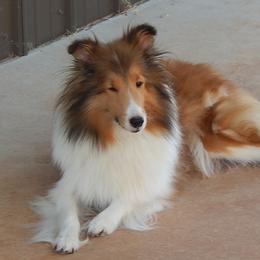 LASS - Shetland Sheepdog