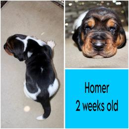 Homer - Black brown and white male Basset Hound puppy in Jacksboro, Texas from Basset Hounds of Jacksboro, Tx