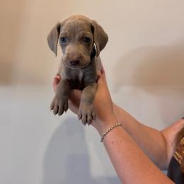 Gunner - Black Collar - Silver gray male Weimaraner puppy in Riverside, Utah from Blue Phantom Kennels