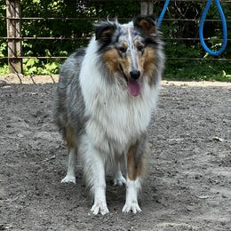 Rainie - Collie