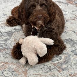 Olive - Goldendoodle