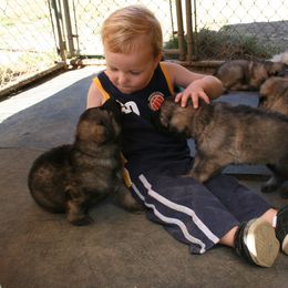 Shiloh Shepherd Puppies from Solace Shilohs
