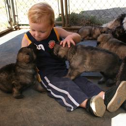 Shiloh Shepherd Puppies from Solace Shilohs