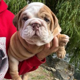 Bear with blue eyes - Fallow male Bulldog puppy in Marysville, Washington from BulldogWA