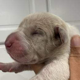 Bailey - Mantle merle female Great Dane puppy in Florida from Beachside Kennels