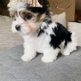 Yorkshire Terrier Puppies from Devine Yorkies