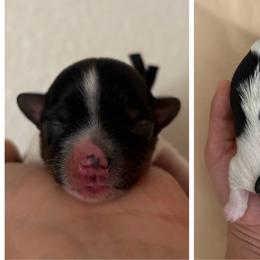 Black collar - Parti male Yorkshire Terrier puppy in Riverbank, California from Yorkie_Wonderland and Stud Services