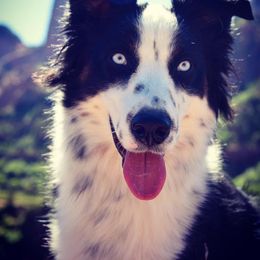 Miniature Australian Shepherd and Toy Australian Shepherd All Grown Up from 2Lazy2P Mini Aussies