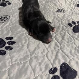 Puma - Seal female Whippet puppy in Fort Myers, Florida from Rainbow Whippets