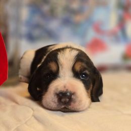 Freckle - Black white and brown female Basset Hound puppy in Valley, Washington from Enchanted Valley Paws