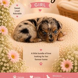 Sandy - Blue merle female Miniature Australian Shepherd puppy in Idalou, Texas from Lonesome Pine Mini Aussies