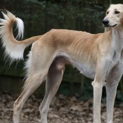 Azawakhs, Salukis, and Taigans from Xanadu Farms