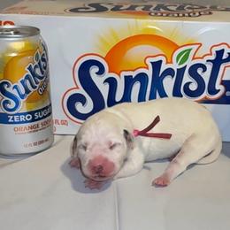Sunkist - White and black female Dalmatian puppy in Des Moines, Iowa from Spot Splattered Dalmatians