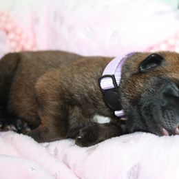 Belgian Malinois Puppies from Pyrex Kennels
