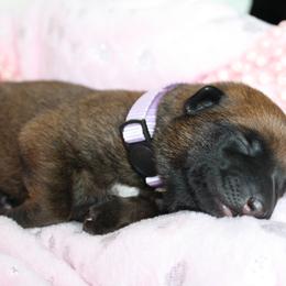 Belgian Malinois Puppies from Pyrex Kennels