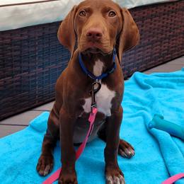 German Shorthaired Pointer Puppies from Nash Kennels