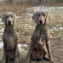 Weimaraners from Greyhaus Weimaraners