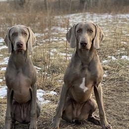 Weimaraners from Greyhaus Weimaraners
