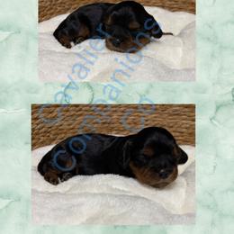 Cavalier King Charles Spaniel and Dachshund Puppies from Cavalier Companions CO.