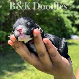 Ariel - Black and white female Bernedoodle puppy in Benton, Arkansas from B&K Doodles, LLC