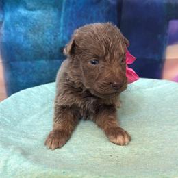 Gary - Isabella female German Shepherd puppy in Magnolia, Texas from K & Q Shepherds