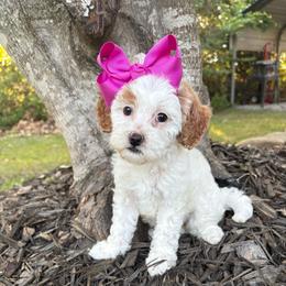 Pink collar - Parti female Goldendoodle puppy in Calico Rock, Arkansas from Cottrell’s Poodles & Doodles