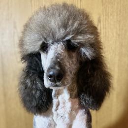 Jasper - Bernedoodle