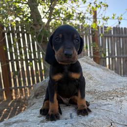 Fathers Day Gift Black - Black and tan male Black and Tan Coonhound puppy in Pueblo, Colorado from BT Coonhound