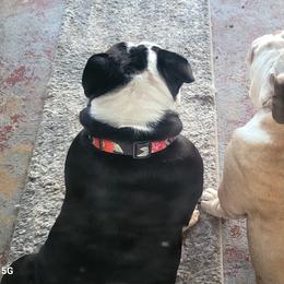 Bulldog Puppies from Carrie's Bulldogs