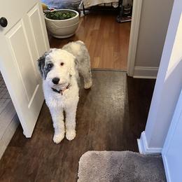 Essie - Sheepadoodle