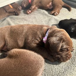 Light Purple Girl - Chocolate female Labrador Retriever puppy in Rock Hill, South Carolina from North Star Retrievers