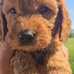 Timber - Red  male Goldendoodle puppy in Red Oak, Iowa from Fisher Pups-Stay Golden with a Doodle