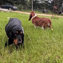 Cora - Basset Hound