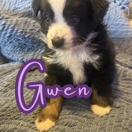 Gwen - Black tri female Toy Australian Shepherd puppy in Union Grove, North Carolina from Grove Farm