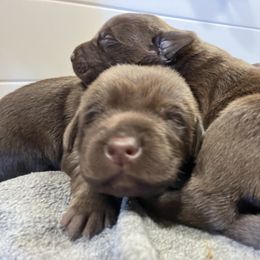 Dilute Retriever and Labrador Retriever Puppies from CKB Labradors