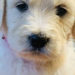 Cavapoos, Goldendoodles, and Poodles from Alpine Poodle and Doodle