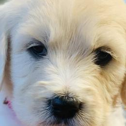 Cavapoos, Goldendoodles, and Poodles from Alpine Poodle and Doodle