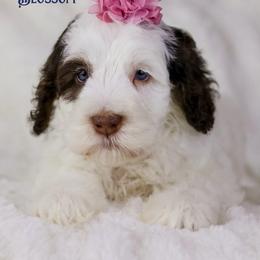 Blossom - Chocolate female Australian Labradoodle puppy in Redding, California from Shasta Royal Monroe Puppies