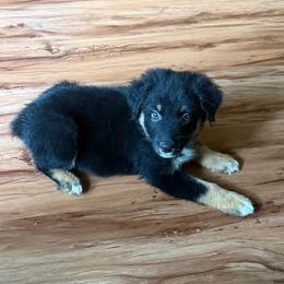 Forge - Black tri-color male Australian Shepherd puppy in Columbia, Kentucky from Caywood Aussies