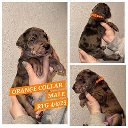 Orange - Merle male Great Dane puppy in Doylestown, Ohio from Dana's Danes