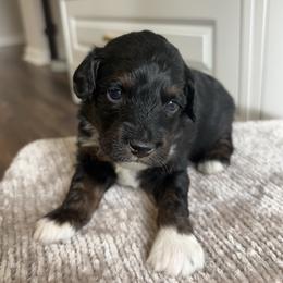 Boy 1 - Black phantom male Aussiedoodle puppy in Cedar Park, Texas from Lollipups Mini Aussiedoodles