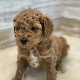 Goldendoodle and Poodle Puppies from Mustanghills Doodles and Poodles