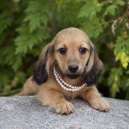 Lelo is 4500dollars - Cream female Dachshund puppy in Crystal, Michigan from Mare-bella Dachshunds
