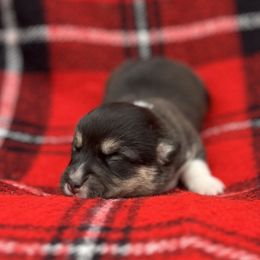 Aurora - Black and tan female American Corgi puppy in Washington, Arkansas from Foxy Knoll Farm