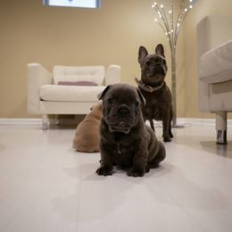 French Bulldog Puppies from French Pup