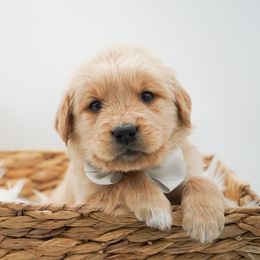 Apple - Golden male Golden Retriever puppy in Elmwood Park, Illinois from HuskiesAndGoldensWithFinesse
